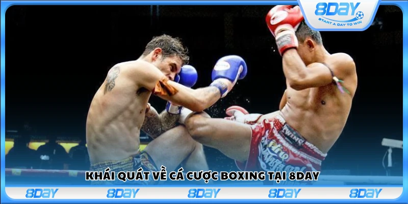 Tổng quan về cá cược Boxing tại 8Day